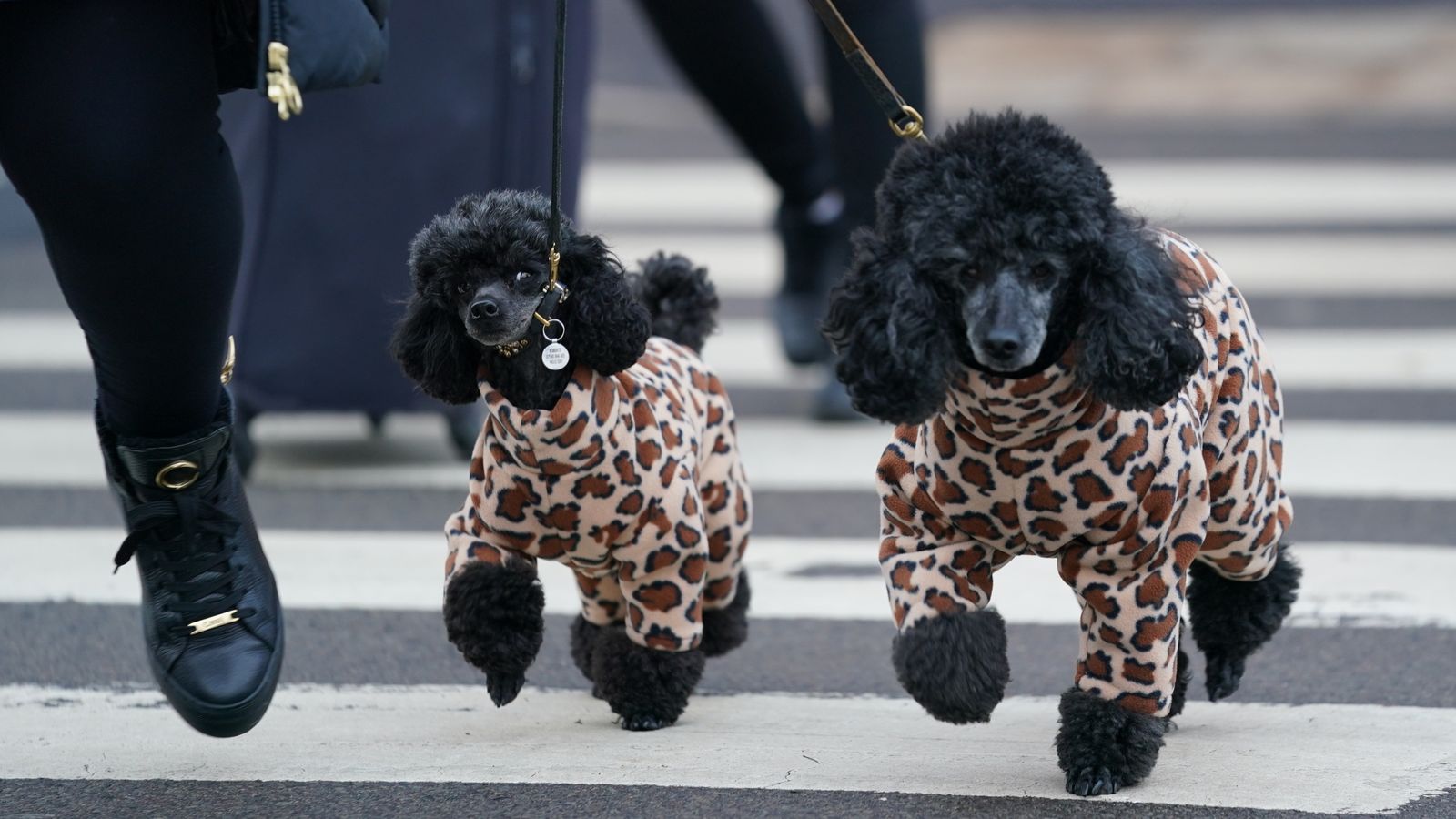A woman walks miniature poodles into the first day of the Crufts Dog Show at the Birmingham National Exhibition Centre (NEC). Picture date: Thursday March 10, 2022.