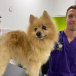 Vet Matt Perks with Bear, a 4 year old Pomeranian, who has had a testicular tumour removed. Bear will soon be ready to be re- homed.