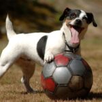 Jack Russell Terriers live the longest of all pet dogs in the UK, research suggests