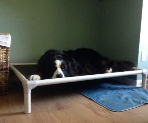 The Kuranda Dog Bed Chewproof Elevated Dog Bed