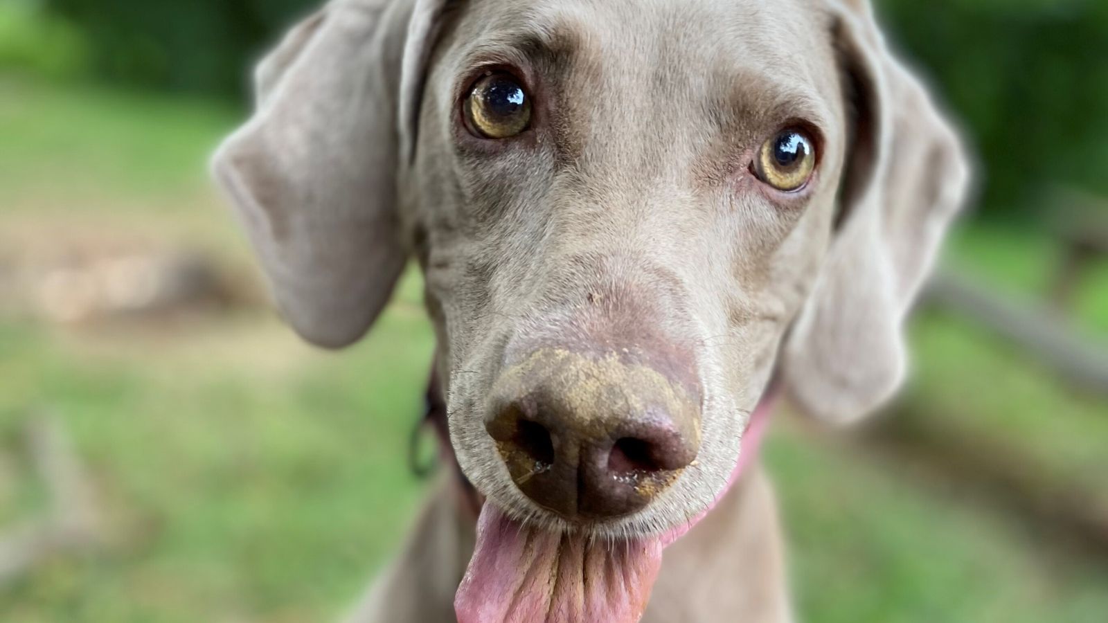 Dogs might be using their highly-sensitive noses to 'see' as well as to smell, a new study published by the Journal of Neuroscience suggests. Pic: Claire Bates