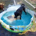 Dogs cool off in a paddling pool during the heatwave