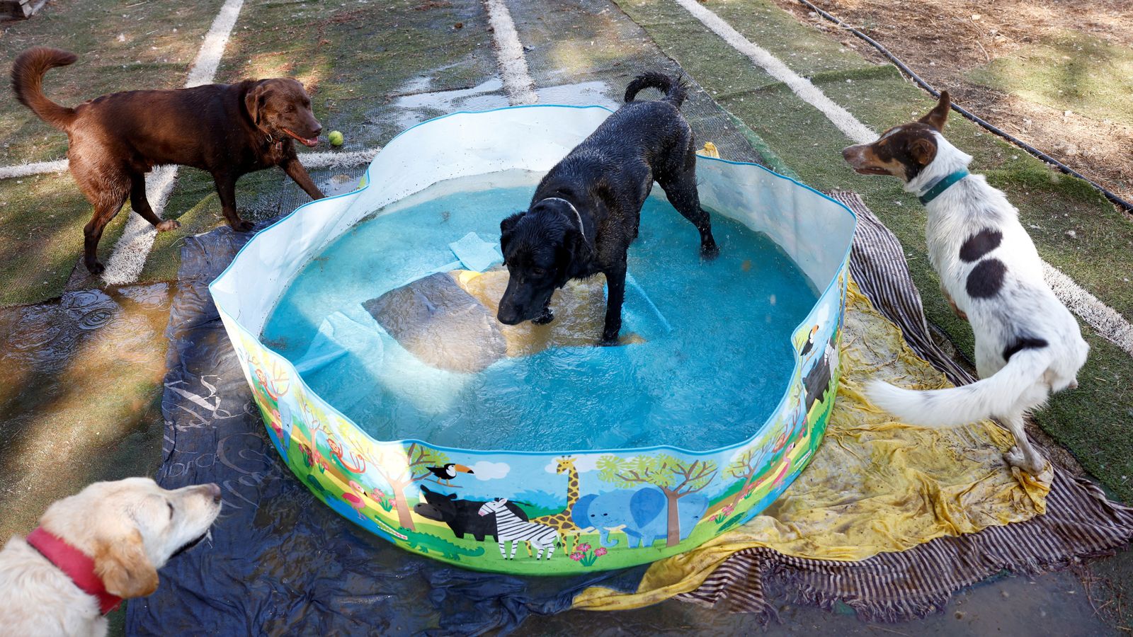 Dogs cool off in a paddling pool during the heatwave
