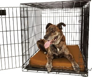 Big Barker Orthopedic Dog Crate Pad review