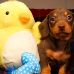 ..Dachshunds Through The Snow: Nine Puppies Named After Santa...s Reindeer Seek New Homes   ** STORY AVAILABLE, CONTACT SUPPLIER**