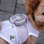 A 9-y-o female pet dog named Moco, a Pomeranian and Poodle Mix, wears a battery-powered fan outfit for pets, developed by Japanese maternity clothing maker "Sweet Mommy", in Tokyo, Japan July 28, 2022. REUTERS/Issei Kato