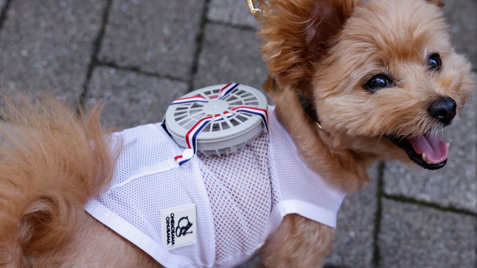 A 9-y-o female pet dog named Moco, a Pomeranian and Poodle Mix, wears a battery-powered fan outfit for pets, developed by Japanese maternity clothing maker "Sweet Mommy", in Tokyo, Japan July 28, 2022. REUTERS/Issei Kato