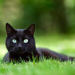 Black cat lying in grass and looking directly at the camera.