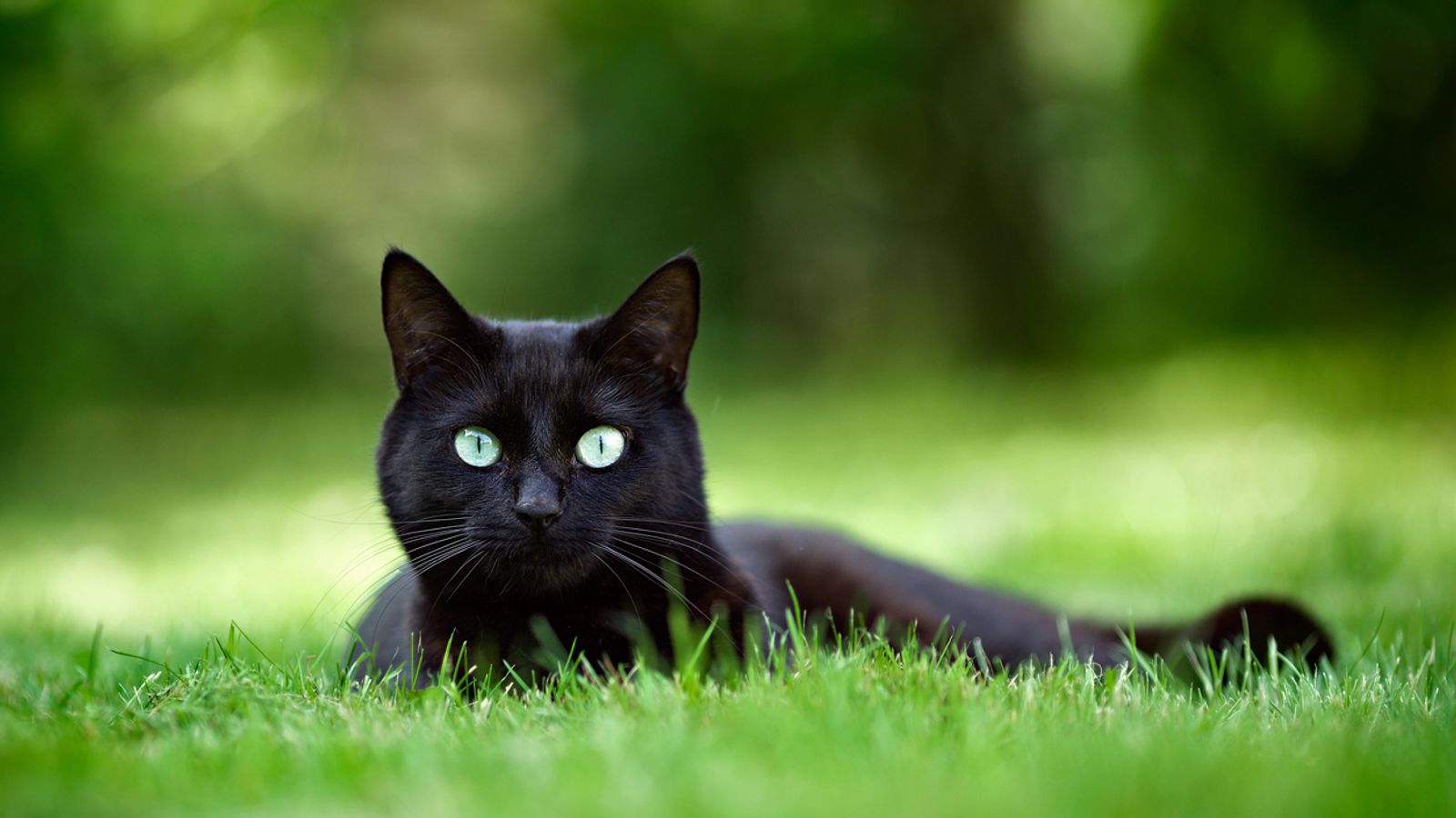 Black cat lying in grass and looking directly at the camera.