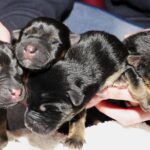 Four puppies that were rescued from a frozen canal in Sheffield at the Sheffield animal rescue centre. 2009