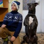 A boy poses for photo with an American Pit Bull Terrier "Bice" in the Center for Social and Psychological Rehabilitation in Boyarka close Kyiv, Ukraine, Wednesday, Dec. 7, 2022. Bice is an American pit bull terrier with an important and sensitive job in Ukraine