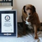 Bobi, the world's oldest living - and oldest ever - dog. Pic: Guinness World Records