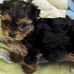 A terrier puppy which was one of thirty dogs rescued from a bungalow in Rainham in Kent